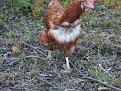Click image for larger version

Name:	Kiran &amp;amp; the Chickens 030.jpg
Views:	282
Size:	63.0 KB
ID:	2317742