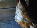 Click image for larger version

Name:	Kiran &amp;amp; the Chickens 014.jpg
Views:	251
Size:	49.7 KB
ID:	2317743