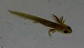 Click image for larger version

Name:	Newt Tadpole.jpg
Views:	2821
Size:	4.4 KB
ID:	2317748