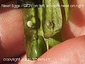 Click image for larger version

Name:	GCN%20egg%20on%20left,%20smooth%20newt%20egg%20on%20right.jpg
Views:	2182
Size:	27.6 KB
ID:	2317749