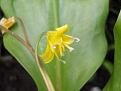 Click image for larger version

Name:	erythronium copy.jpg
Views:	315
Size:	24.1 KB
ID:	2317753