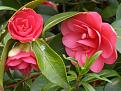 Click image for larger version

Name:	camellia copy.jpg
Views:	14791
Size:	42.0 KB
ID:	2317758
