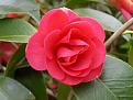 Click image for larger version

Name:	camellia copy 2.jpg
Views:	39423
Size:	32.2 KB
ID:	2317759