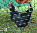 Click image for larger version

Name:	PICT0028.JPG
Views:	1184
Size:	46.8 KB
ID:	2317768