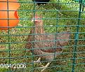Click image for larger version

Name:	PICT0031.JPG
Views:	1062
Size:	45.5 KB
ID:	2317769