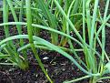 Click image for larger version

Name:	shallots copy.jpg
Views:	271
Size:	64.0 KB
ID:	2317781