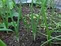 Click image for larger version

Name:	onions copy.jpg
Views:	251
Size:	72.3 KB
ID:	2317782