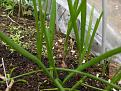 Click image for larger version

Name:	red onions copy.jpg
Views:	269
Size:	61.2 KB
ID:	2317783