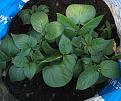 Click image for larger version

Name:	spuds_in_may.jpg
Views:	213
Size:	54.8 KB
ID:	2317793
