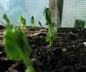 Click image for larger version

Name:	lots_of_peas.jpg
Views:	358
Size:	36.3 KB
ID:	2317794