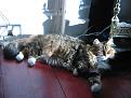 Click image for larger version

Name:	basking.jpg
Views:	324
Size:	39.4 KB
ID:	2317799