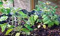 Click image for larger version

Name:	tomato plant.jpg
Views:	537
Size:	83.1 KB
ID:	2317821