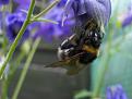 Click image for larger version

Name:	Flower bee copy.jpg
Views:	232
Size:	27.1 KB
ID:	2317844
