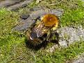 Click image for larger version

Name:	Bee copy.jpg
Views:	211
Size:	76.8 KB
ID:	2317846