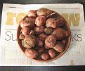 Click image for larger version

Name:	first_spuds.jpg
Views:	279
Size:	55.8 KB
ID:	2317861