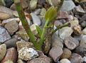 Click image for larger version

Name:	Blueberry regrowth.jpg
Views:	592
Size:	41.3 KB
ID:	2317864