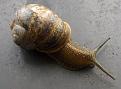 Click image for larger version

Name:	Snail copy.jpg
Views:	472
Size:	33.1 KB
ID:	2317865