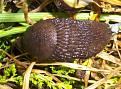 Click image for larger version

Name:	Big fat slug copy.jpg
Views:	2664
Size:	60.3 KB
ID:	2317866