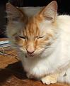 Click image for larger version

Name:	claws3.jpg
Views:	432
Size:	35.2 KB
ID:	2317868