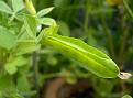 Click image for larger version

Name:	Asparagus pea copy.jpg
Views:	495
Size:	26.6 KB
ID:	2317869