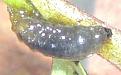 Click image for larger version

Name:	crop bug1.jpg
Views:	1351
Size:	28.7 KB
ID:	2317881