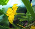 Click image for larger version

Name:	cucumbers.jpg
Views:	448
Size:	23.2 KB
ID:	2317886