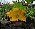 Click image for larger version

Name:	first_courgette_flower.jpg
Views:	429
Size:	39.9 KB
ID:	2317887