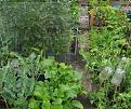 Click image for larger version

Name:	veggies.jpg
Views:	462
Size:	60.5 KB
ID:	2317889