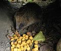 Click image for larger version

Name:	heggie1.jpg
Views:	1756
Size:	34.7 KB
ID:	2317896