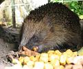 Click image for larger version

Name:	heggie2.jpg
Views:	684
Size:	37.3 KB
ID:	2317897