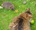 Click image for larger version

Name:	cat_not_impressed.jpg
Views:	1862
Size:	64.2 KB
ID:	2317898