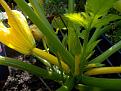 Click image for larger version

Name:	Courgette orelia.jpg
Views:	400
Size:	43.5 KB
ID:	2317899