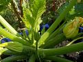 Click image for larger version

Name:	Courgette defender.jpg
Views:	409
Size:	43.1 KB
ID:	2317900