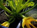 Click image for larger version

Name:	Courgette defender flowers.jpg
Views:	387
Size:	49.2 KB
ID:	2317901