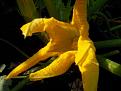 Click image for larger version

Name:	Courgette flower.jpg
Views:	375
Size:	29.6 KB
ID:	2317902