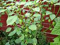 Click image for larger version

Name:	tomatillo pic.jpg
Views:	1504
Size:	53.4 KB
ID:	2317906