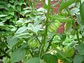 Click image for larger version

Name:	tomatillo fruit.jpg
Views:	2231
Size:	52.7 KB
ID:	2317907