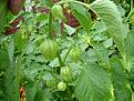 Click image for larger version

Name:	other fruit.jpg
Views:	4540
Size:	47.7 KB
ID:	2317908
