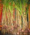 Click image for larger version

Name:	20060712 Garlic.jpg
Views:	402
Size:	41.0 KB
ID:	2317915
