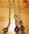 Click image for larger version

Name:	20060712 Garlic cloves in the stems.jpg
Views:	295
Size:	30.8 KB
ID:	2317916