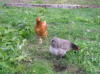 Click image for larger version

Name:	Bluebell and Maisie (2).jpg
Views:	337
Size:	16.9 KB
ID:	2317919