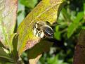 Click image for larger version

Name:	Leaf cutter bee 2.jpg
Views:	226
Size:	40.3 KB
ID:	2317922
