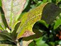 Click image for larger version

Name:	Leaf cutter bee 3.jpg
Views:	262
Size:	40.3 KB
ID:	2317923
