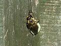 Click image for larger version

Name:	Leaf cutter bee 1.jpg
Views:	264
Size:	54.7 KB
ID:	2317924