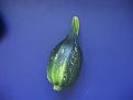 Click image for larger version

Name:	sad courgette.jpg
Views:	2513
Size:	58.5 KB
ID:	2317925