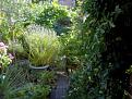 Click image for larger version

Name:	Garden 18.07.06.jpg
Views:	322
Size:	64.9 KB
ID:	2317931