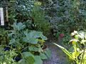 Click image for larger version

Name:	Courgette path.jpg
Views:	314
Size:	68.3 KB
ID:	2317932