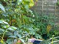 Click image for larger version

Name:	Beans &amp;amp; toms.jpg
Views:	296
Size:	69.4 KB
ID:	2317933
