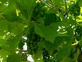 Click image for larger version

Name:	Grapes 18.07.06.jpg
Views:	316
Size:	42.3 KB
ID:	2317934