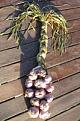 Click image for larger version

Name:	Garlic plait.jpg
Views:	320
Size:	34.0 KB
ID:	2317938